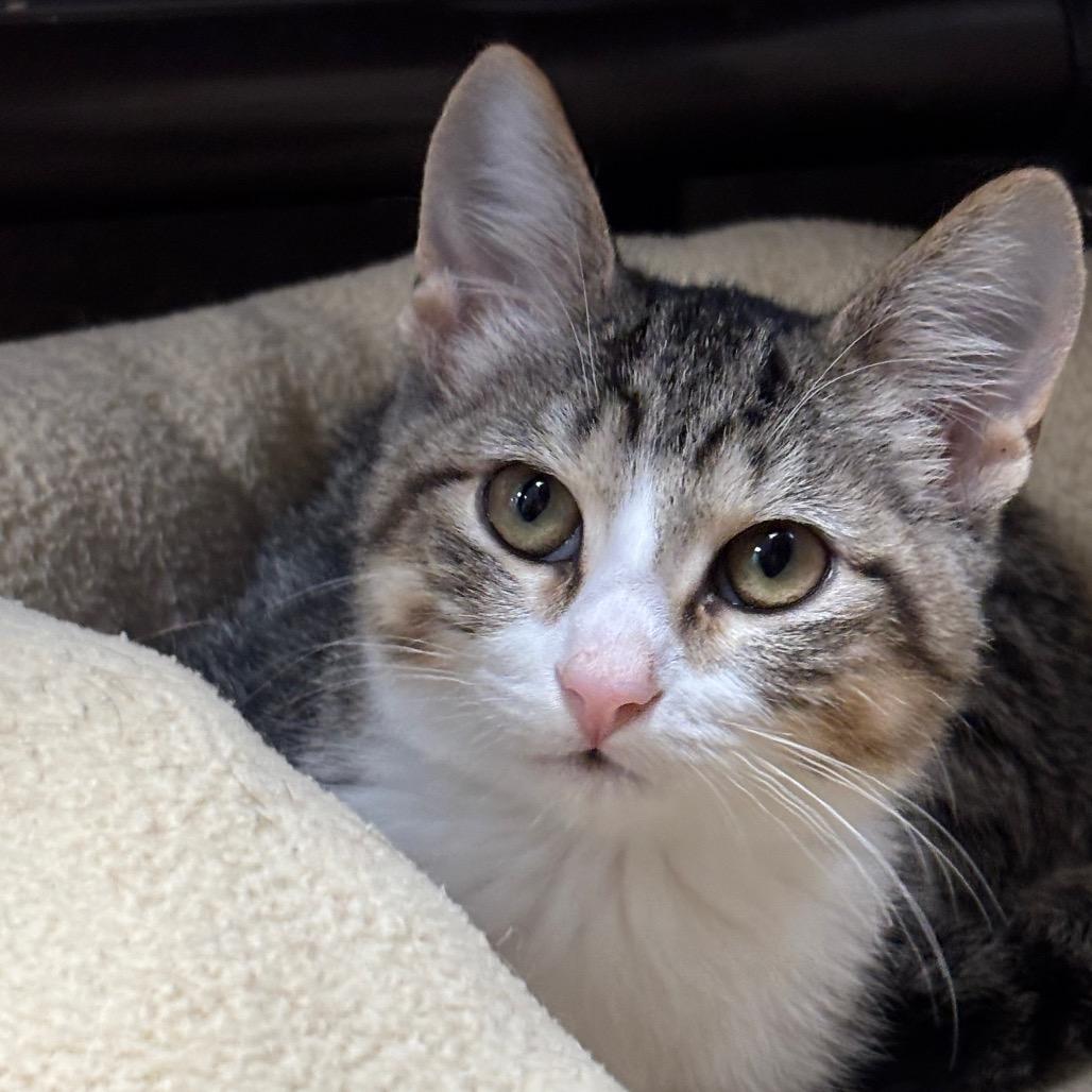 Enlarge Nikki, a Adoptable Domestic Short Hair in Davenport, IA image 2/3
