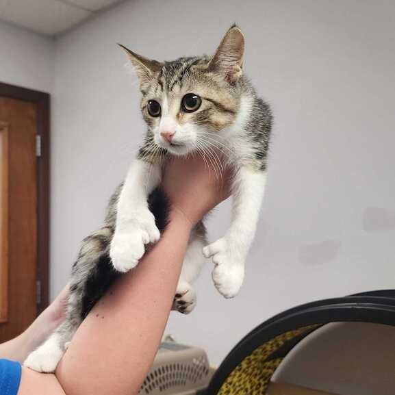Enlarge Nikki, a Adoptable Domestic Short Hair in Davenport, IA image 3/3