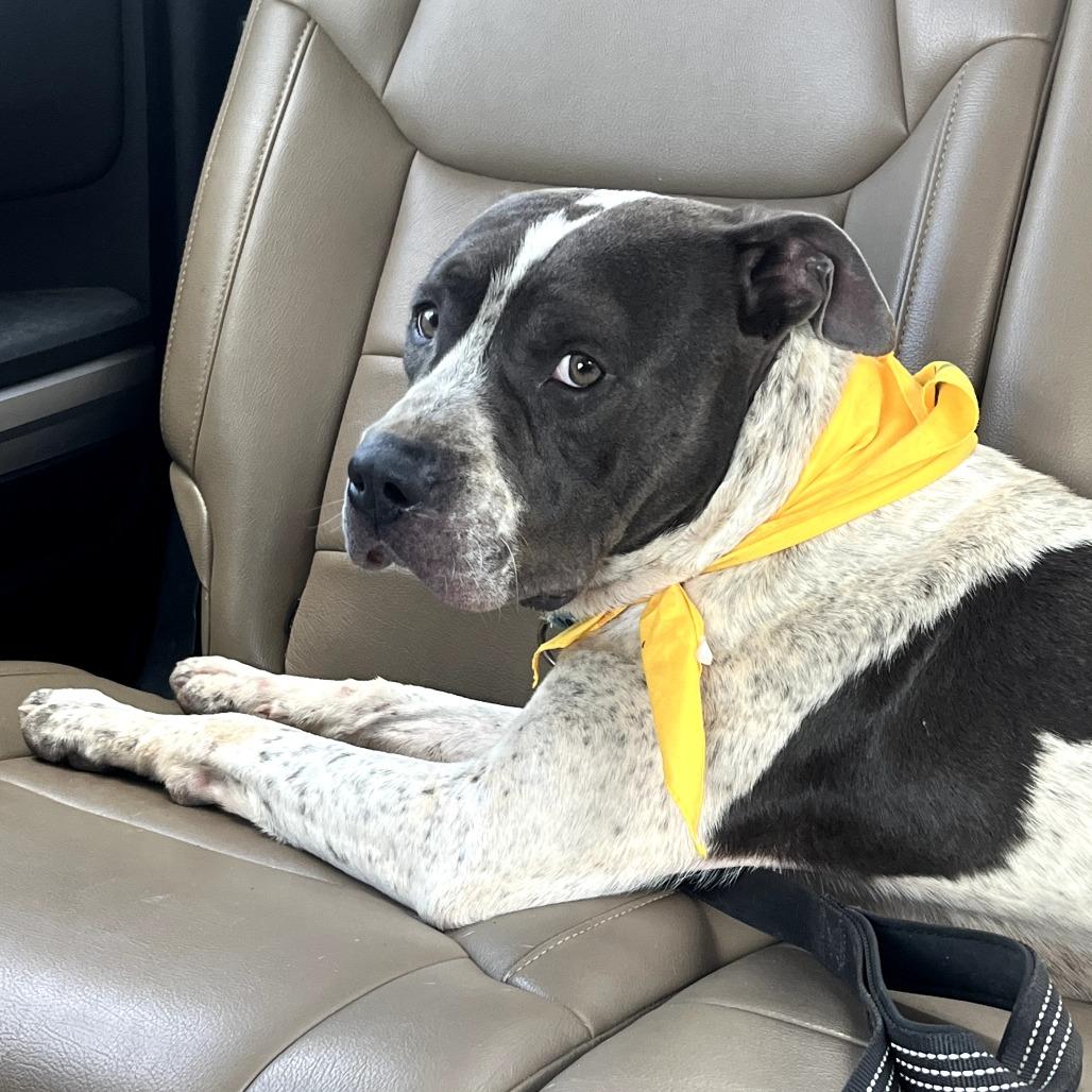 Enlarge Hunter, a Adoptable Pit Bull Terrier in Duncan, OK image 1/6