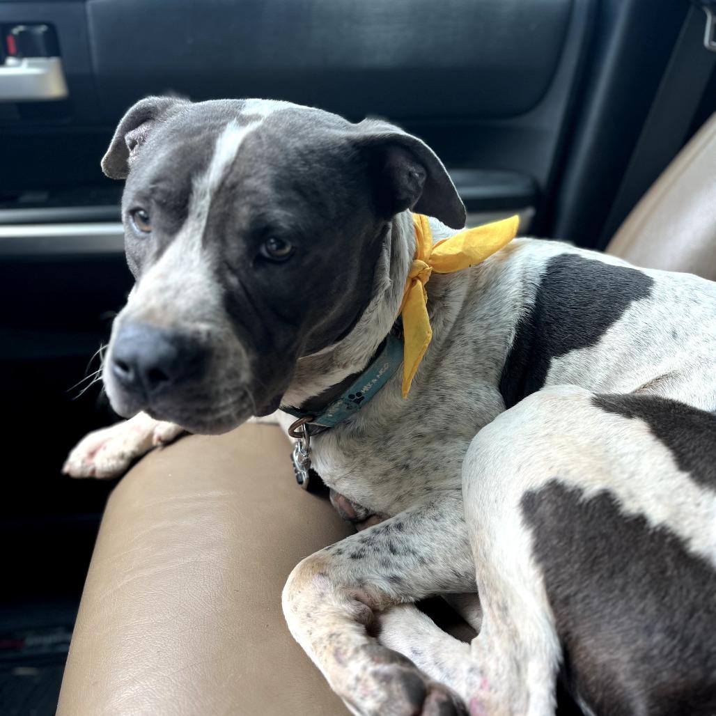 Enlarge Hunter, a Adoptable Pit Bull Terrier in Duncan, OK image 2/6