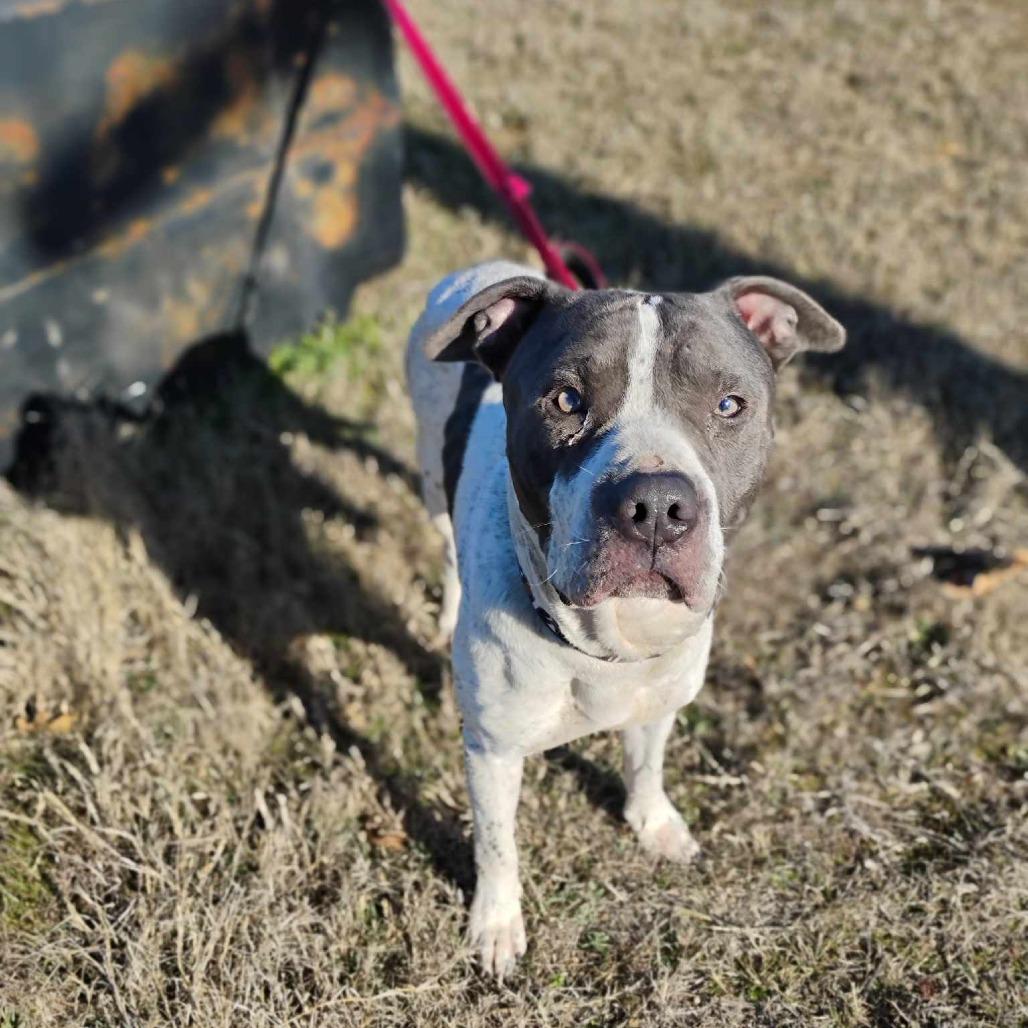 Enlarge Hunter, a Adoptable Pit Bull Terrier in Duncan, OK image 3/6