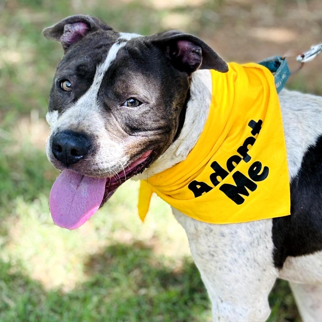 Enlarge Hunter, a Adoptable Pit Bull Terrier in Duncan, OK image 4/6