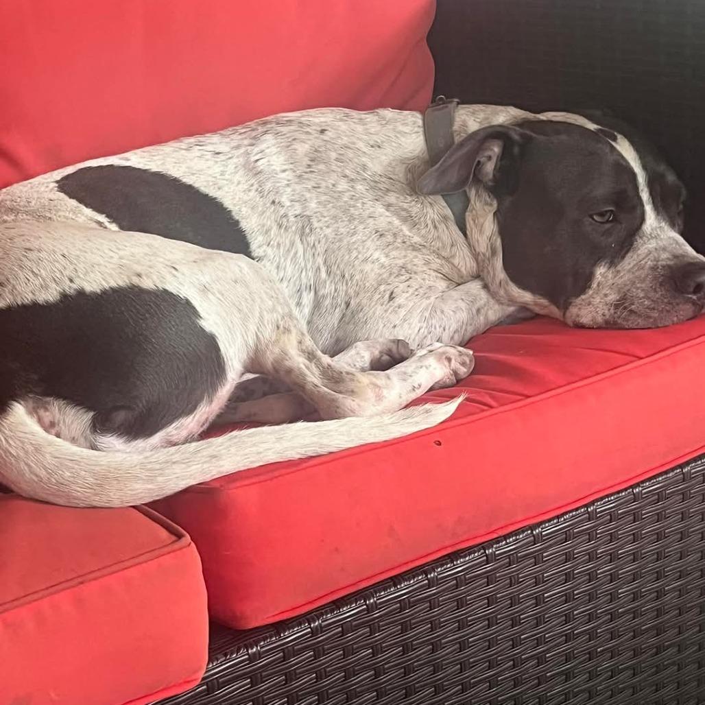 Enlarge Hunter, a Adoptable Pit Bull Terrier in Duncan, OK image 5/6