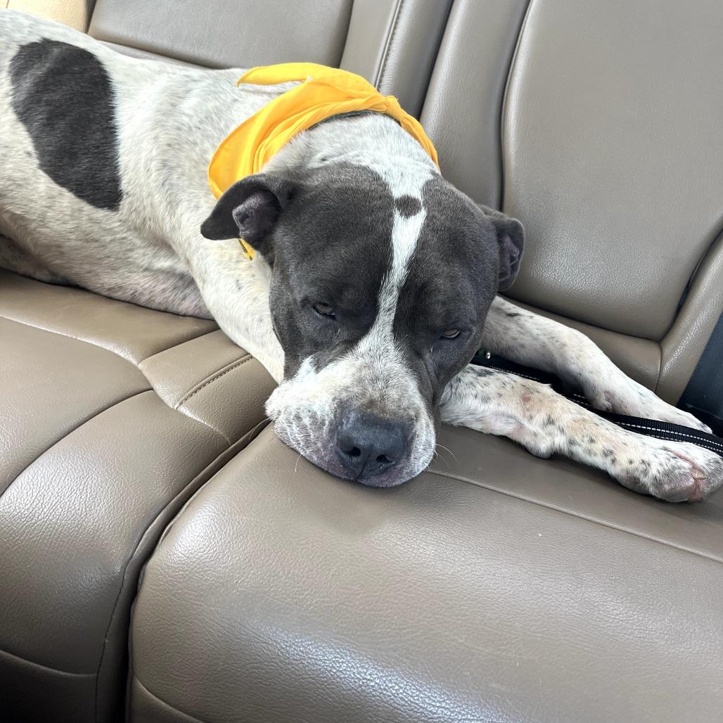 Enlarge Hunter, a Adoptable Pit Bull Terrier in Duncan, OK image 6/6