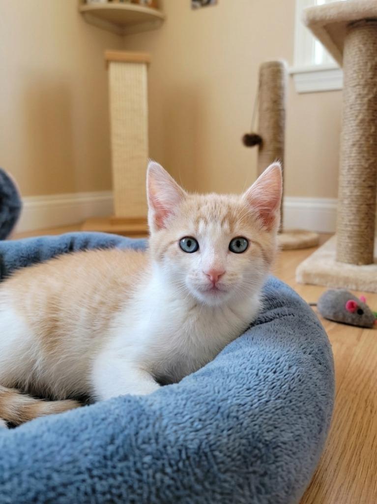 Enlarge Dorito (downey), a Adoptable mixed breed in San Pedro, CA image 3/3