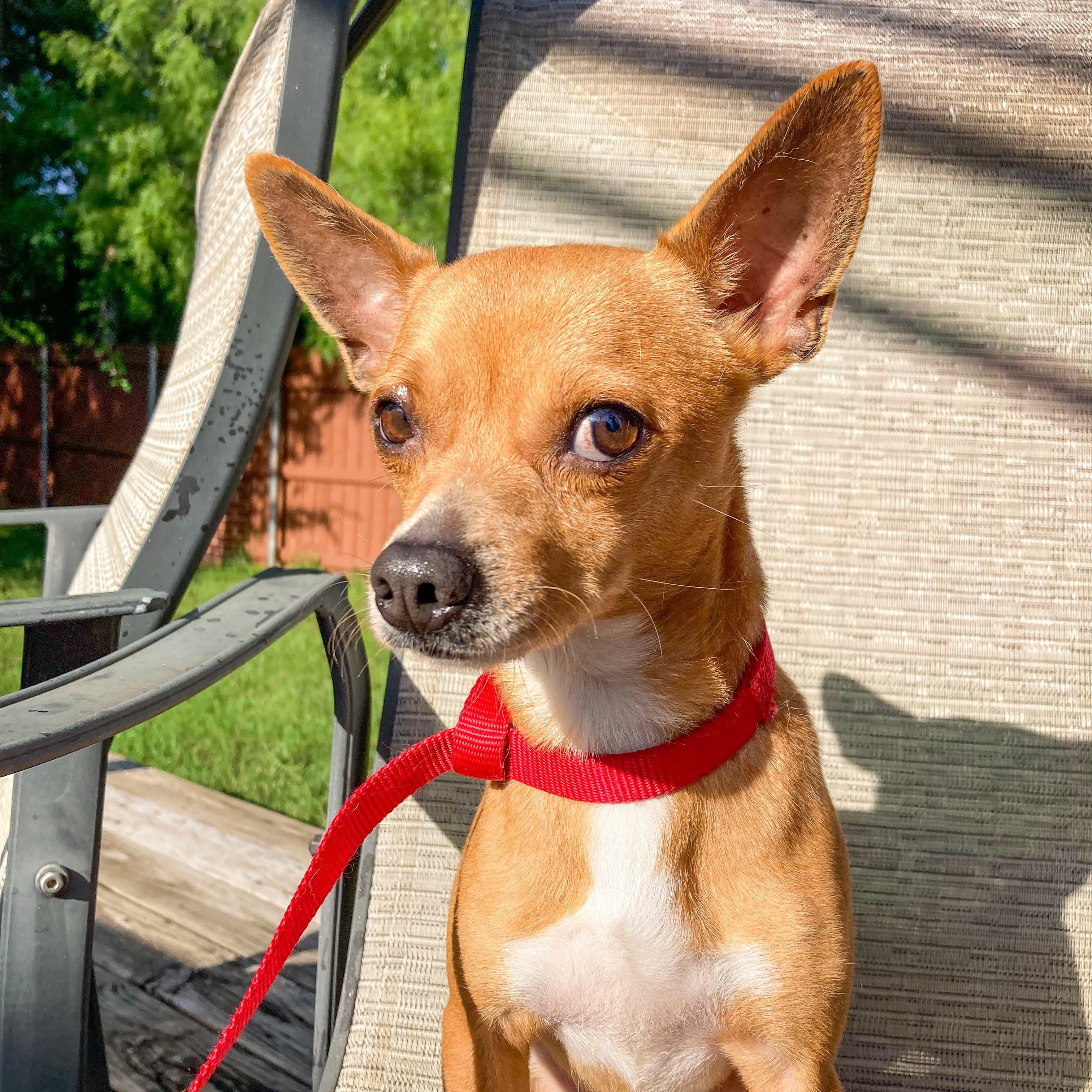 Tamale — thumbnail 4