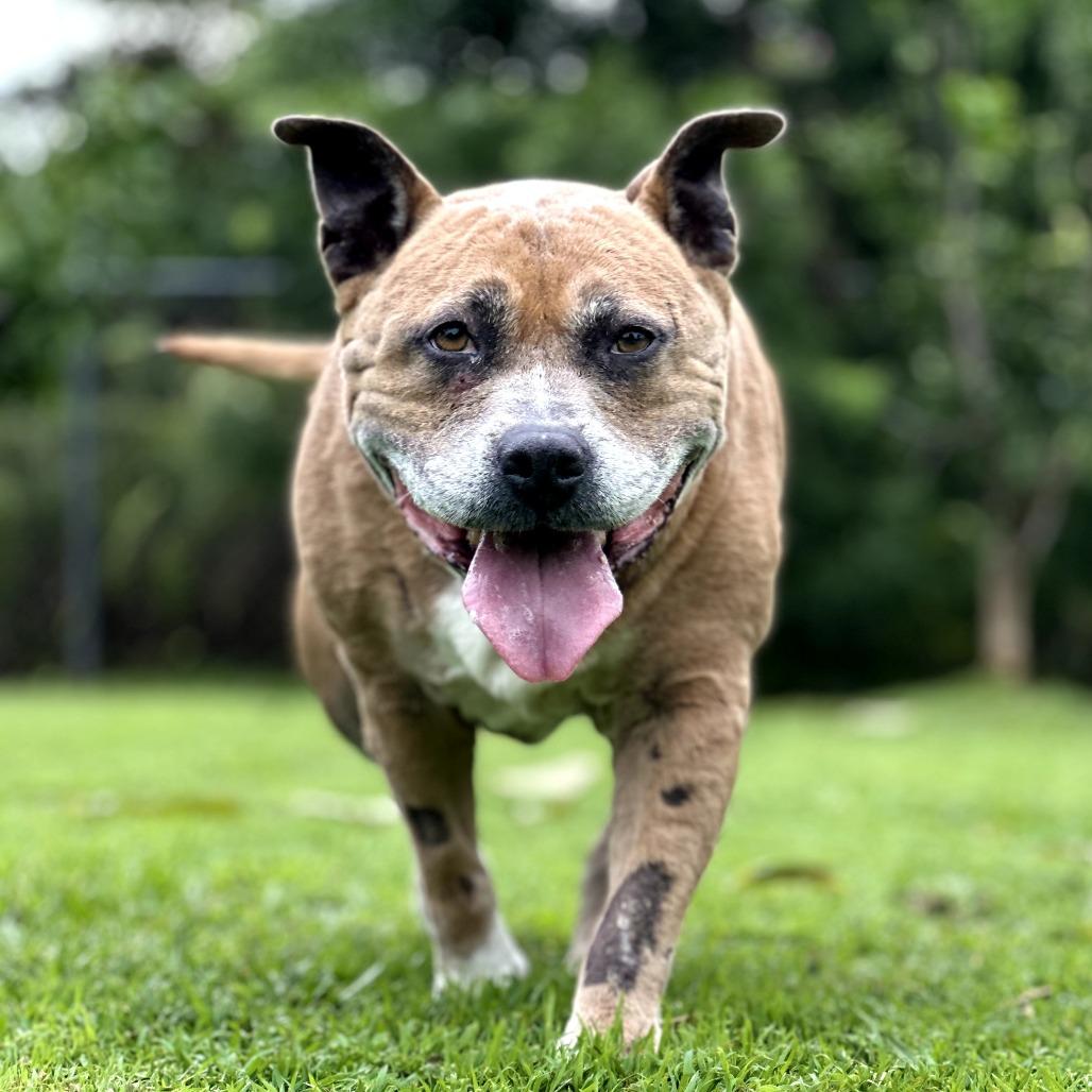 Enlarge Sparta, a Adoptable Pit Bull Terrier in Keaau, HI image 1/6