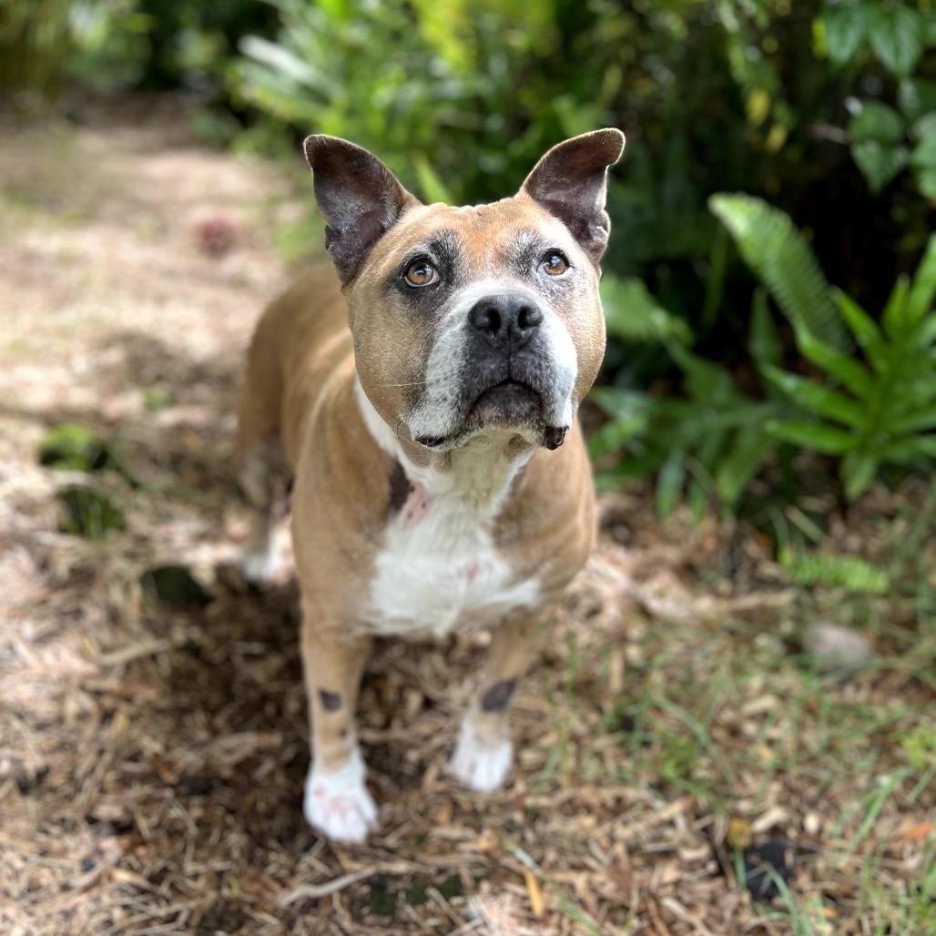Sparta, Adoptable, Senior Female Pit Bull Terrier.