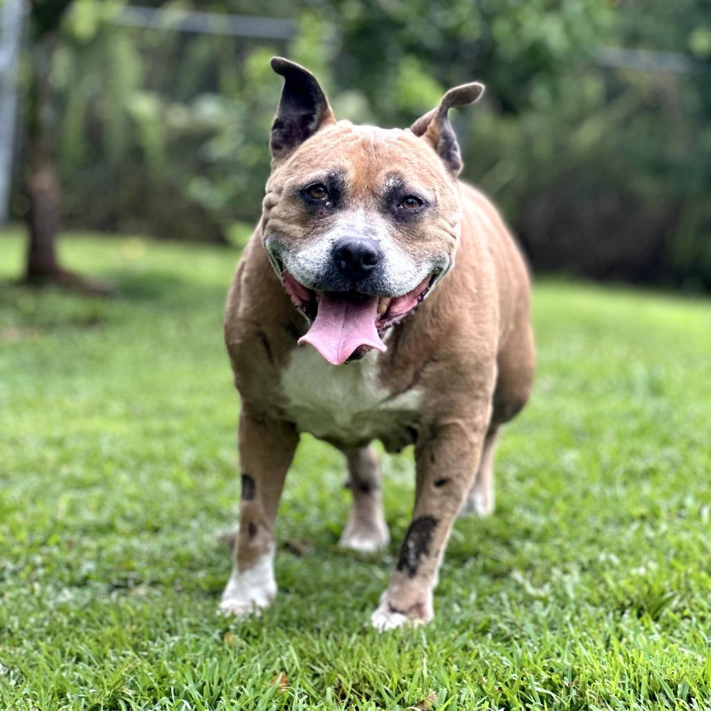 Enlarge Sparta, a Adoptable Pit Bull Terrier in Keaau, HI image 2/6