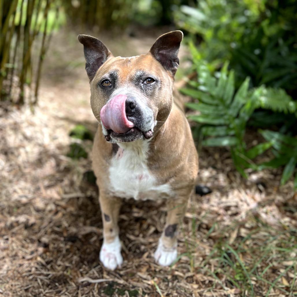 Enlarge Sparta, a Adoptable Pit Bull Terrier in Keaau, HI image 2/6