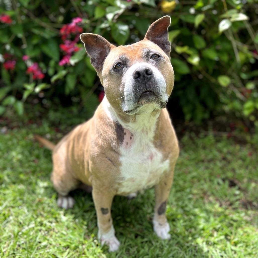Enlarge Sparta, a Adoptable Pit Bull Terrier in Keaau, HI image 3/6