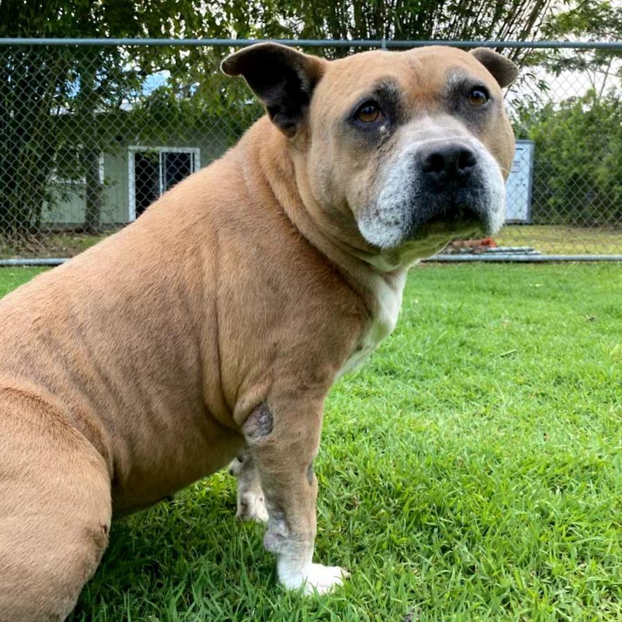 Enlarge Sparta, a Adoptable Pit Bull Terrier in Keaau, HI image 3/6