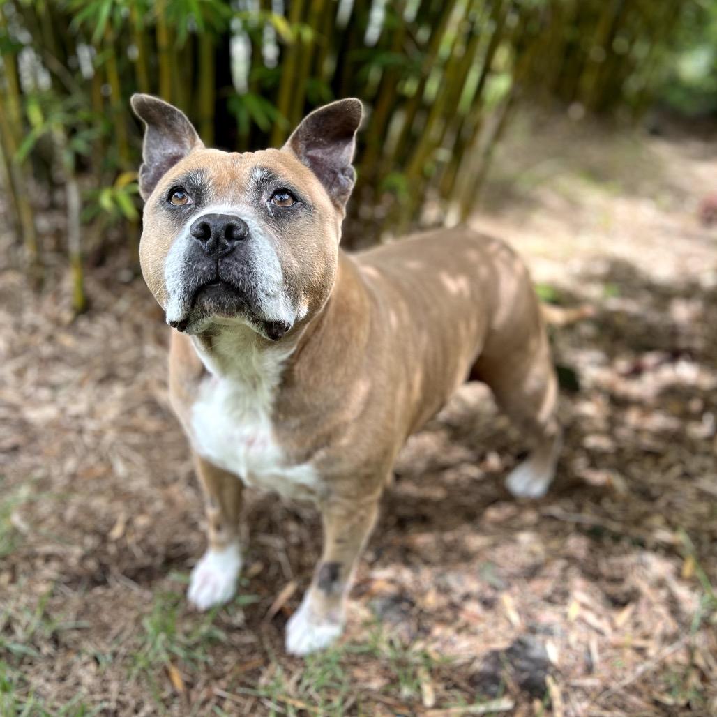 Enlarge Sparta, a Adoptable Pit Bull Terrier in Keaau, HI image 4/6