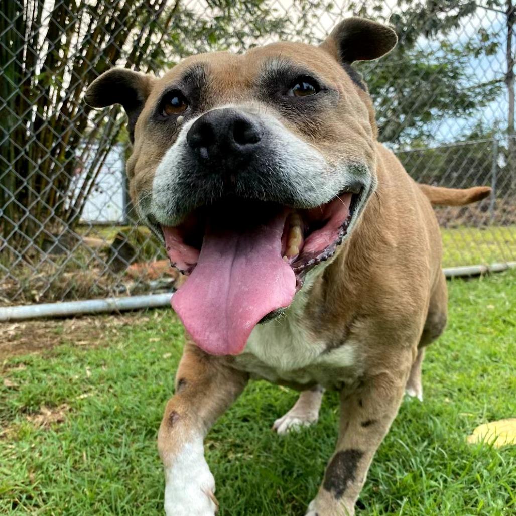 Enlarge Sparta, a Adoptable Pit Bull Terrier in Keaau, HI image 4/6