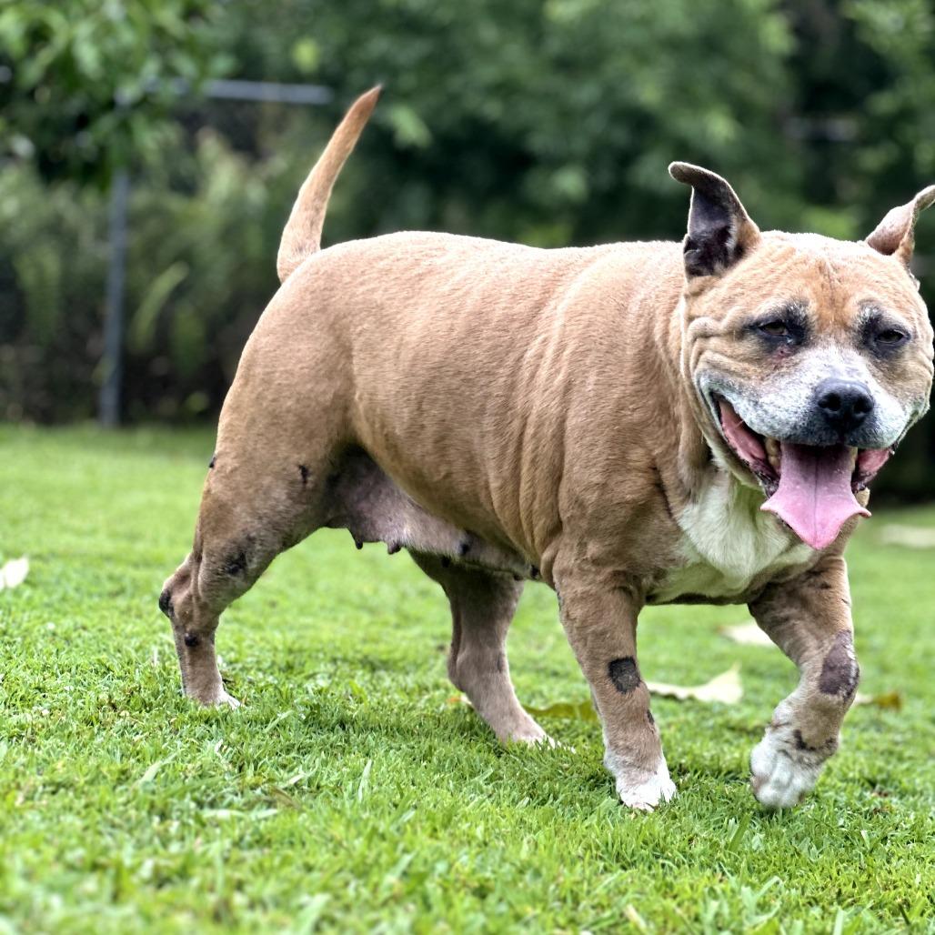 Enlarge Sparta, a Adoptable Pit Bull Terrier in Keaau, HI image 5/6