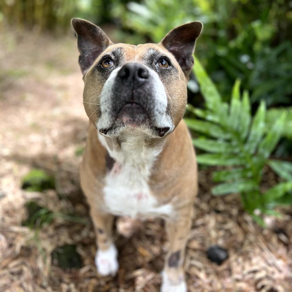 Enlarge Sparta, a Adoptable Pit Bull Terrier in Keaau, HI image 5/6