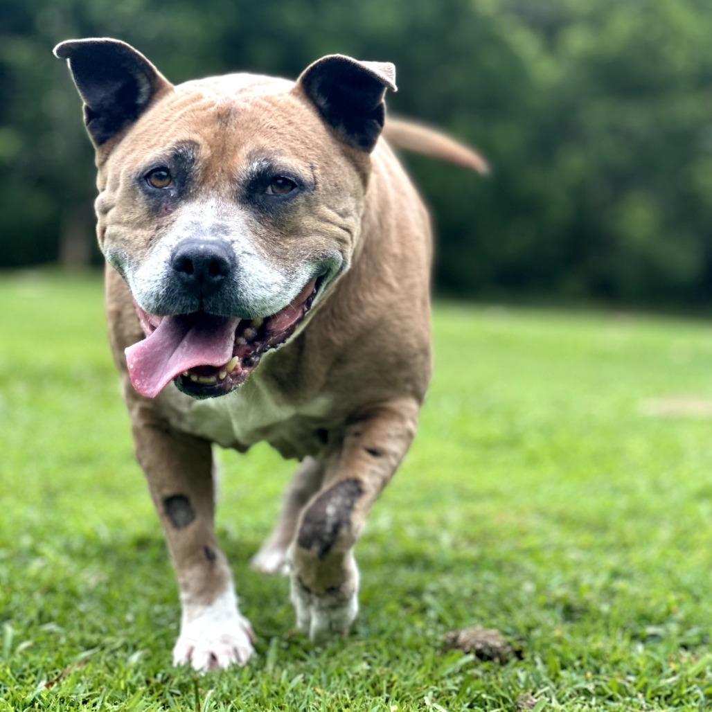 Enlarge Sparta, a Adoptable Pit Bull Terrier in Keaau, HI image 6/6