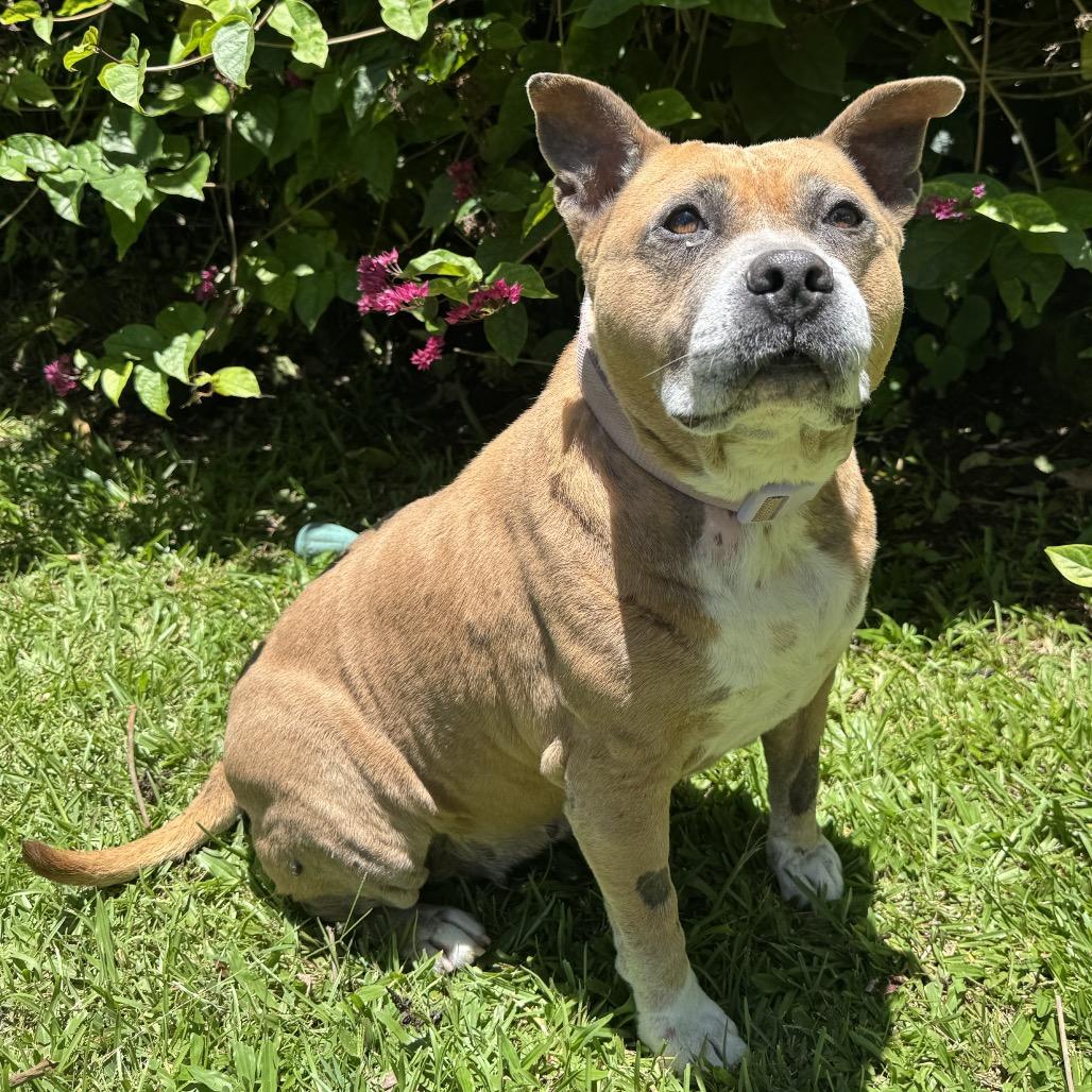 Sparta, a Adoptable Pit Bull Terrier in Keaau, HI image 5/6