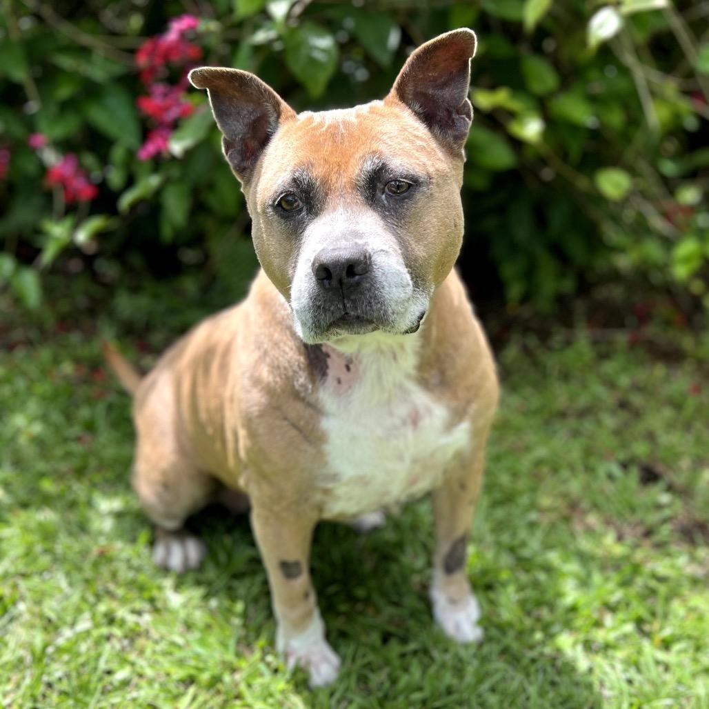 Enlarge Sparta, a Adoptable Pit Bull Terrier in Keaau, HI image 6/6