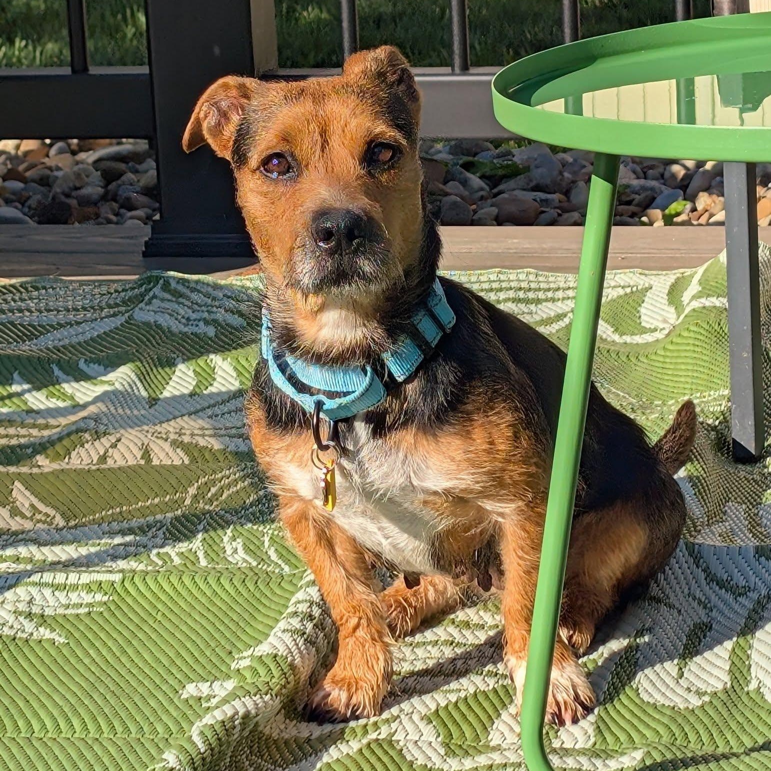 Enlarge Snickers, a Adoptable mixed breed in Grafton, OH image 4/5