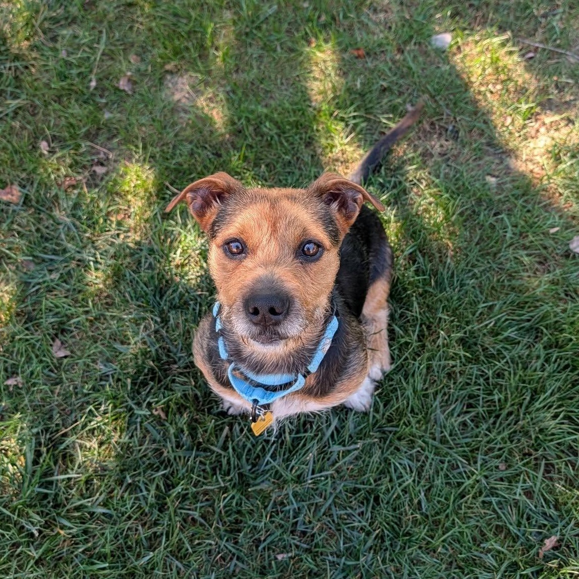 Enlarge Snickers, a Adoptable mixed breed in Grafton, OH image 2/5