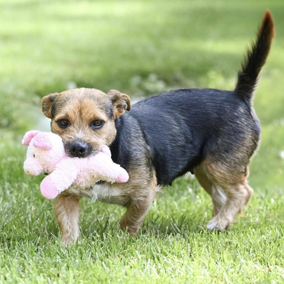 Enlarge Snickers, a Adoptable mixed breed in Grafton, OH image 3/5