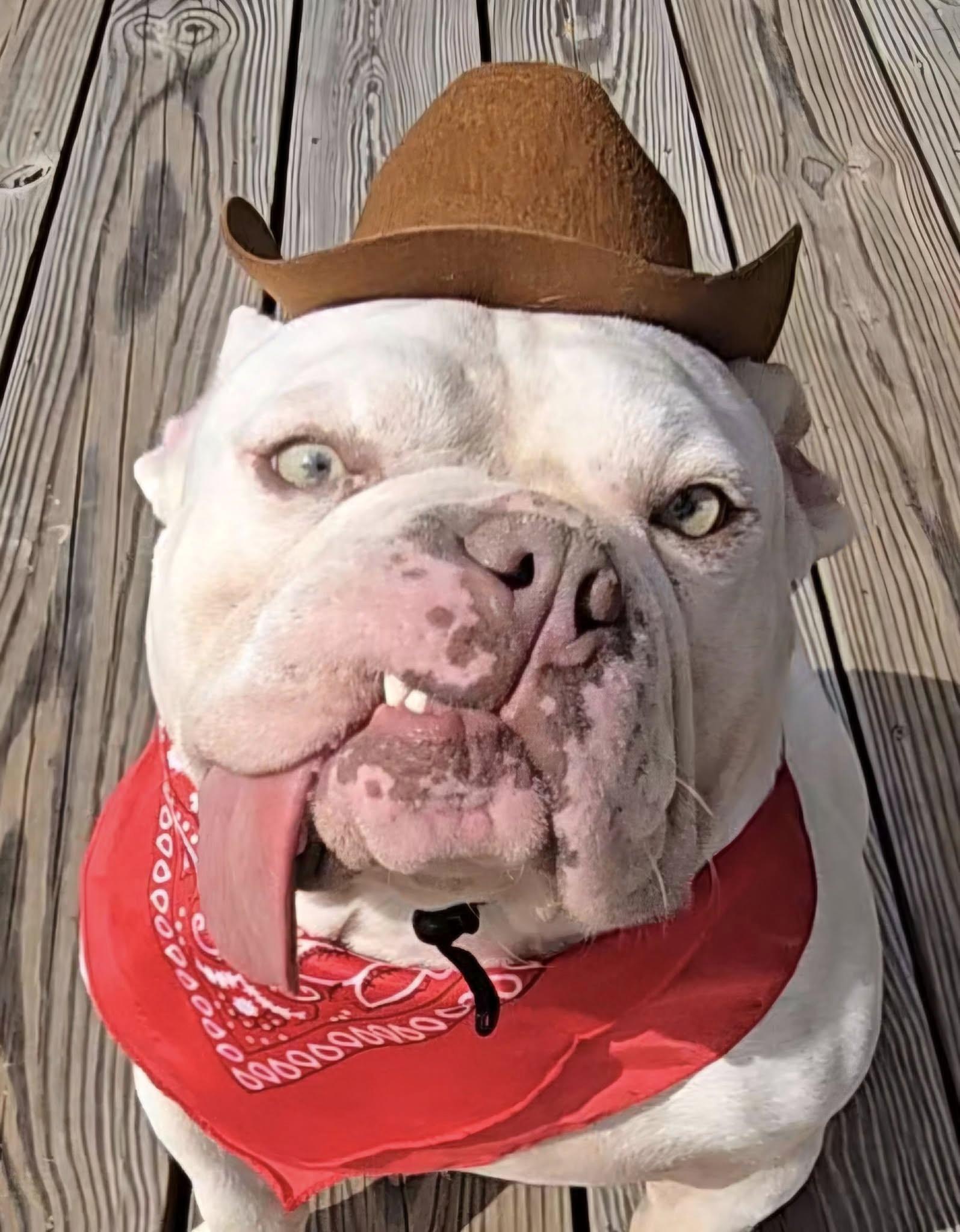 Dogbert, a Adoptable mixed breed in Norwood, GA image 2/6