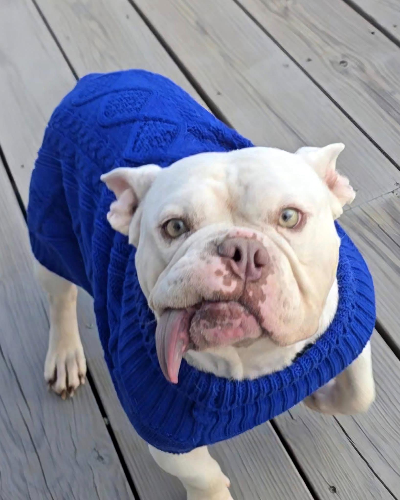 Dogbert, a Adoptable mixed breed in Norwood, GA image 4/6