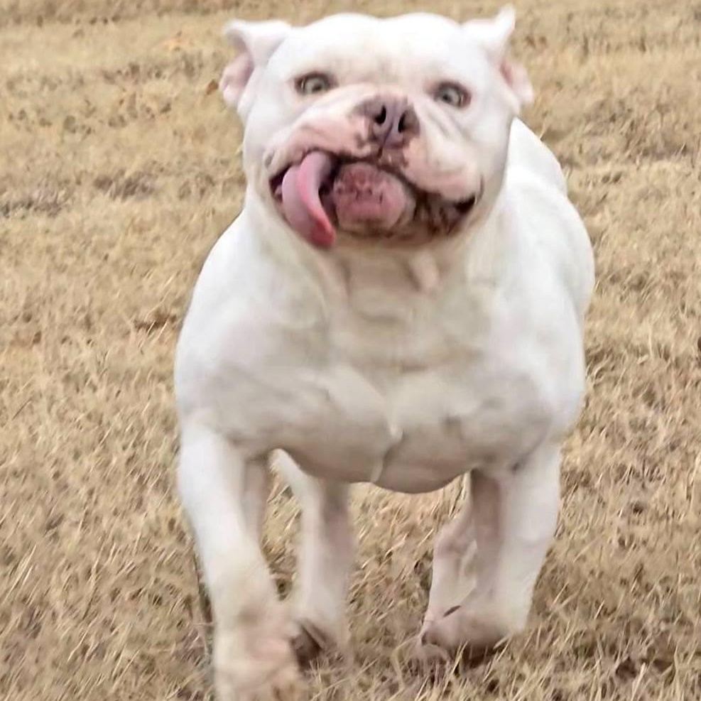 Dogbert, a Adoptable mixed breed in Norwood, GA image 1/6