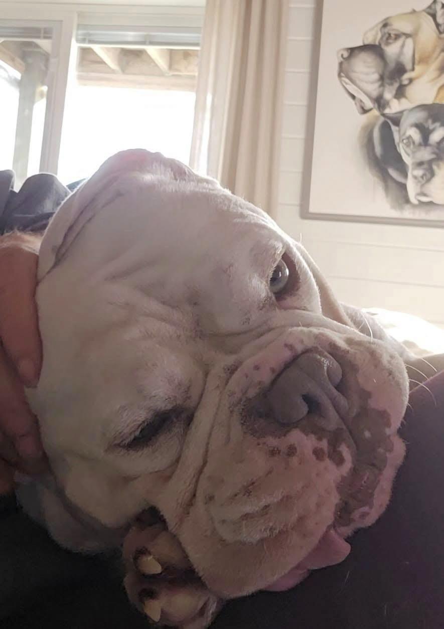 Dogbert, a Adoptable mixed breed in Norwood, GA image 6/6