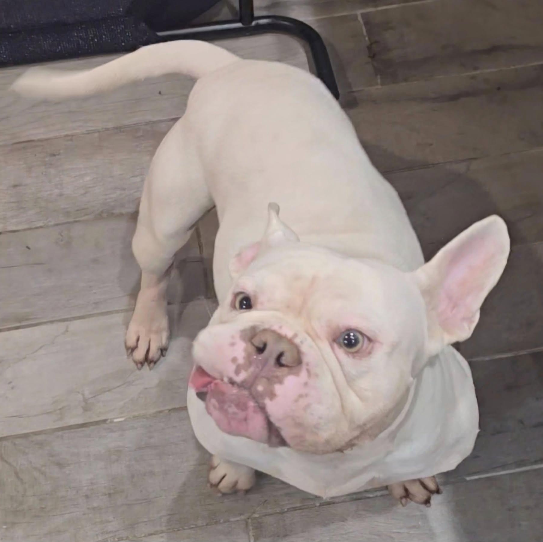 Dogbert, a Adoptable mixed breed in Norwood, GA image 3/6