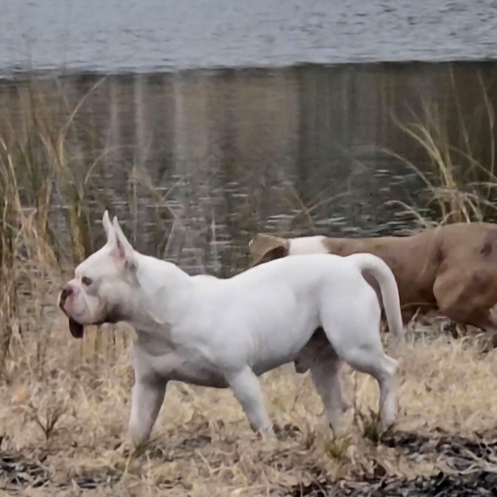 Dogbert, a Adoptable mixed breed in Norwood, GA image 5/6