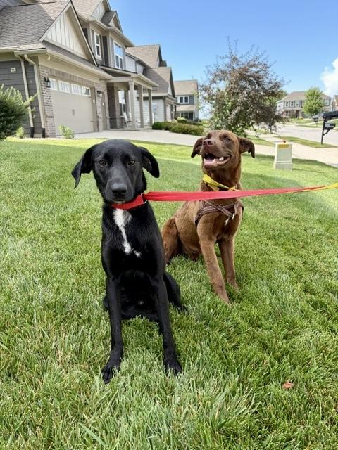 Enlarge Chip, an adopted mixed breed in Lewisville, IN image 2/4