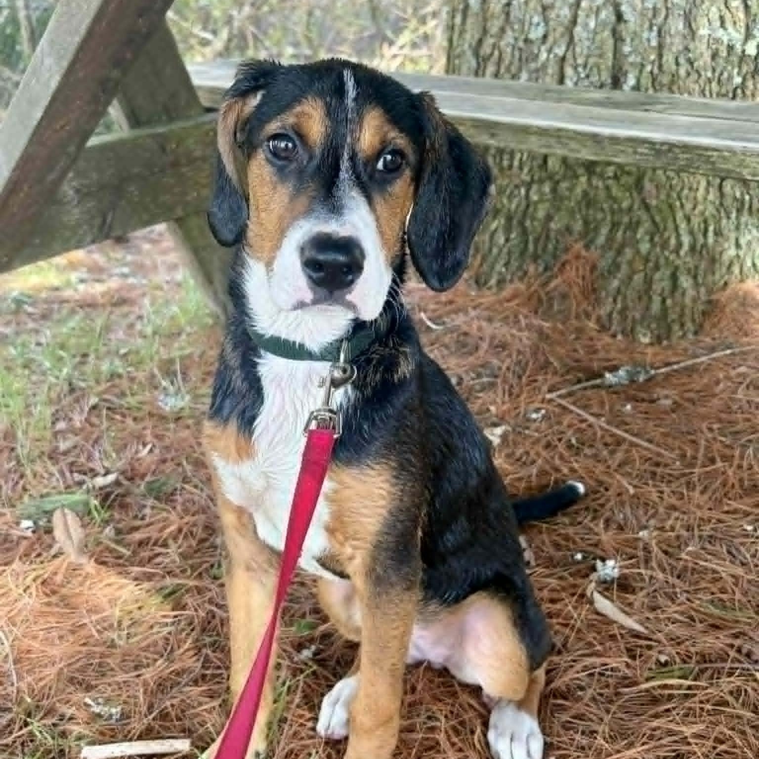 Summer, adopted, Young Female Beagle.
