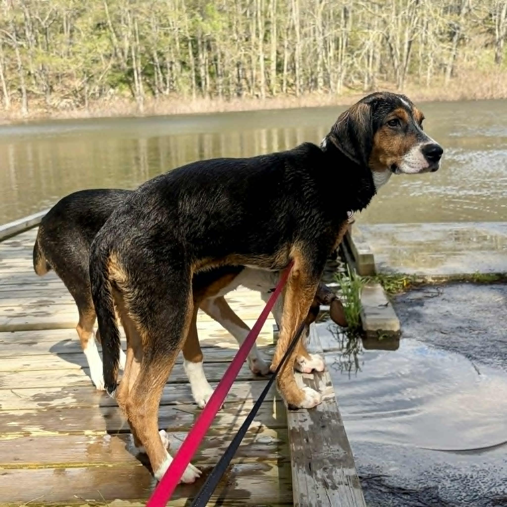 Enlarge Summer, an adopted mixed breed in Woolwich, ME image 3/5