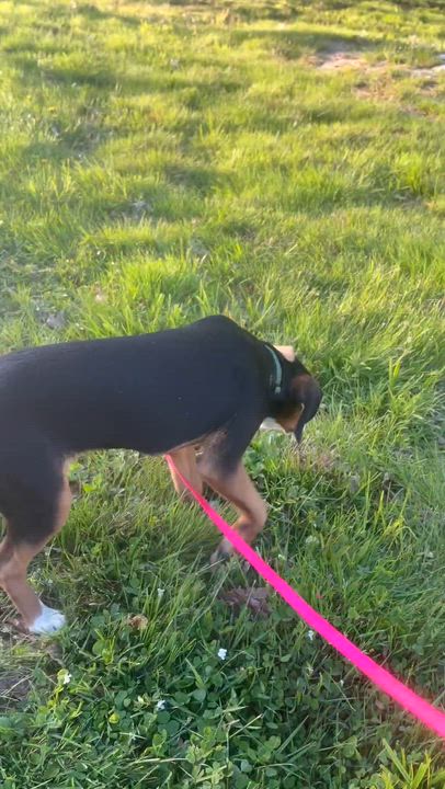 Enlarge Summer, an adopted mixed breed in Woolwich, ME video 5/5