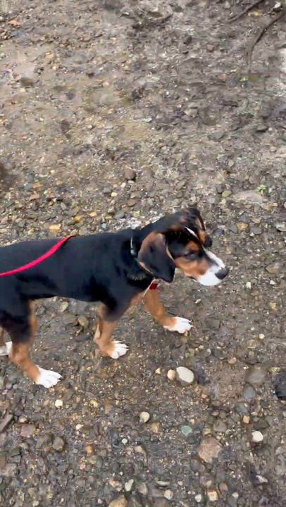 Enlarge Summer, an adopted mixed breed in Woolwich, ME video 2/5