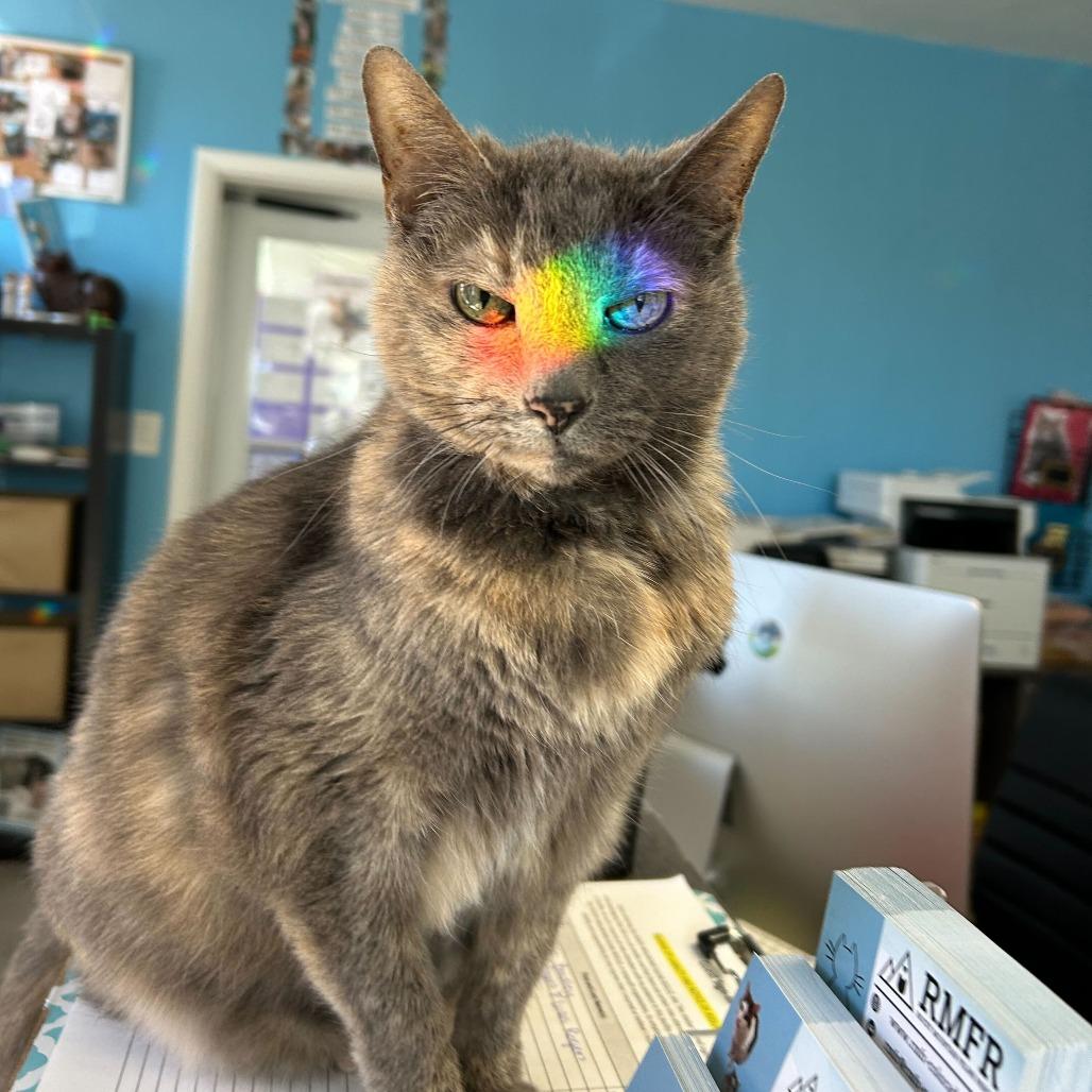 Maybelline, a Adoptable Domestic Short Hair in Denver, CO image 1/6