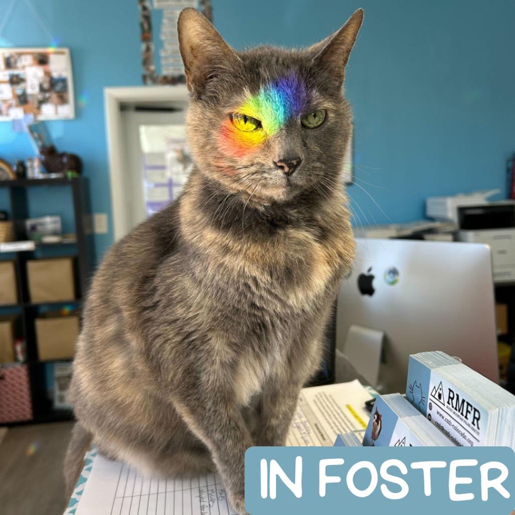 Enlarge Maybelline, a Adoptable Domestic Short Hair in Denver, CO image 2/6