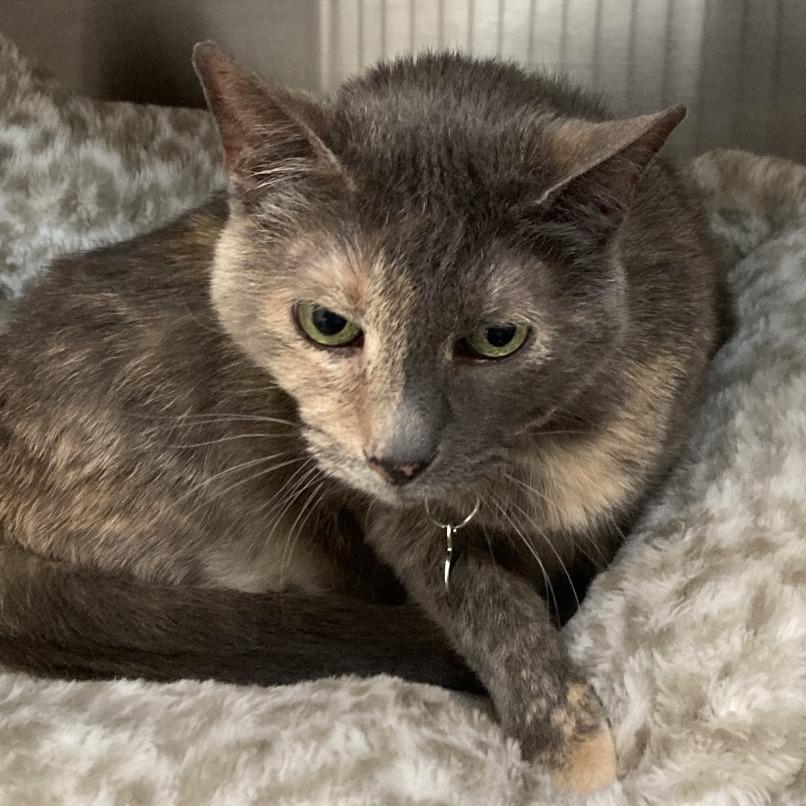 Maybelline, a Adoptable Domestic Short Hair in Denver, CO image 2/6