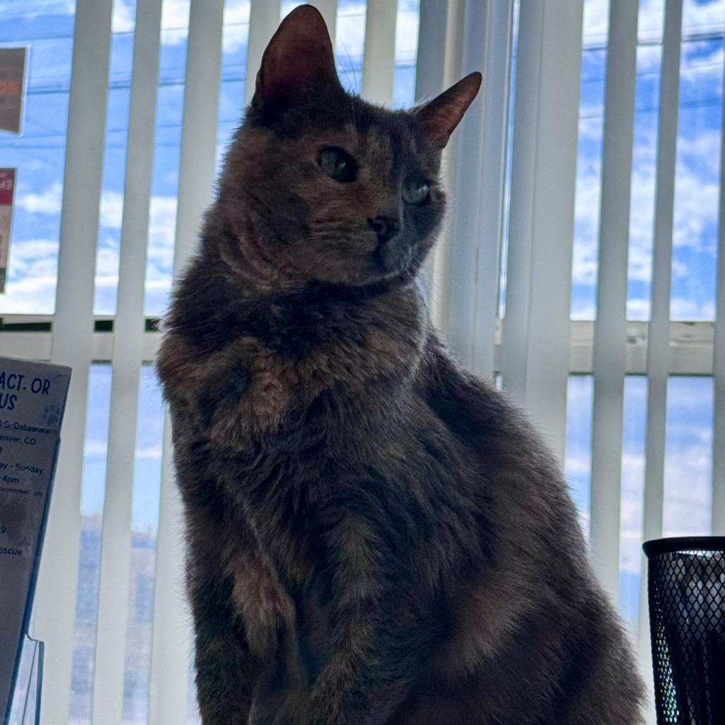 Maybelline, a Adoptable Domestic Short Hair in Denver, CO image 3/6