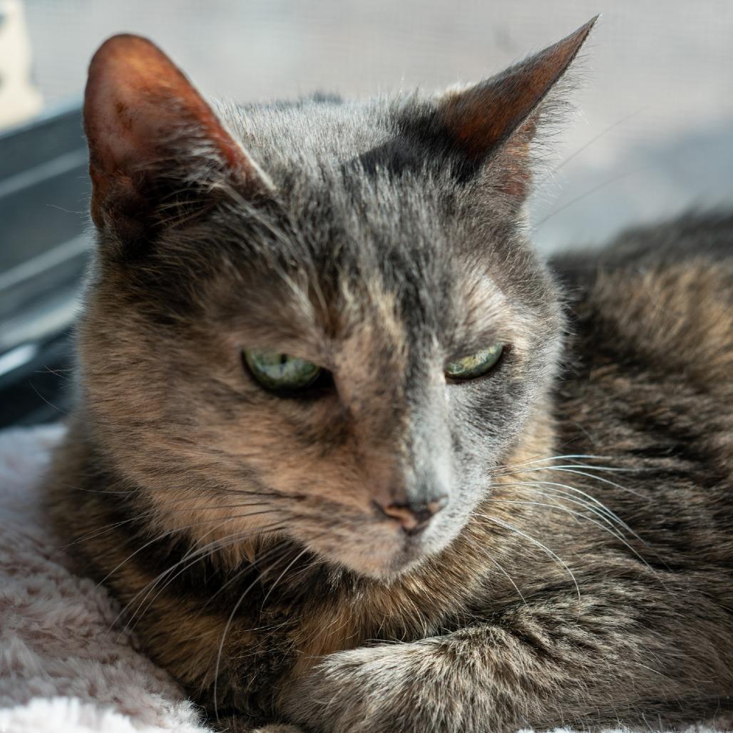 Maybelline, a Adoptable Domestic Short Hair in Denver, CO image 4/6