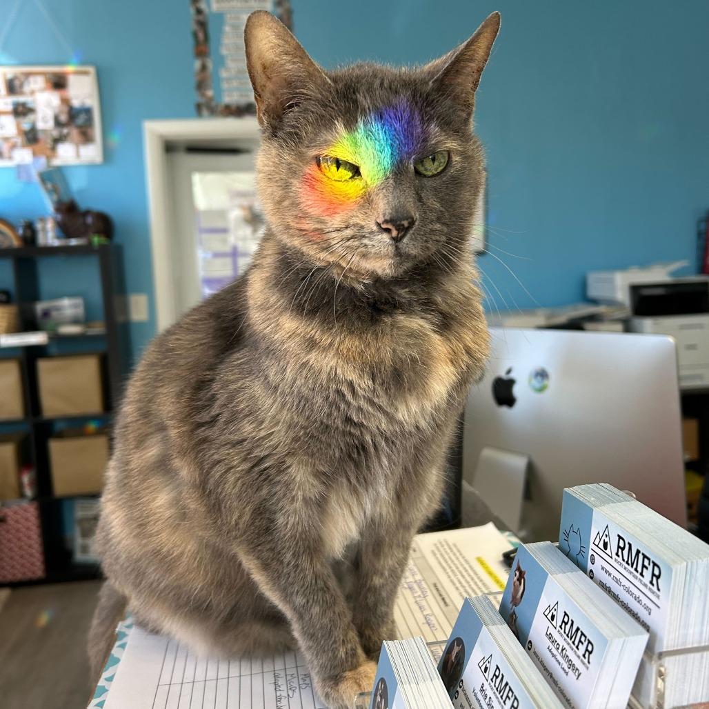 Maybelline, a Adoptable Domestic Short Hair in Denver, CO image 5/6