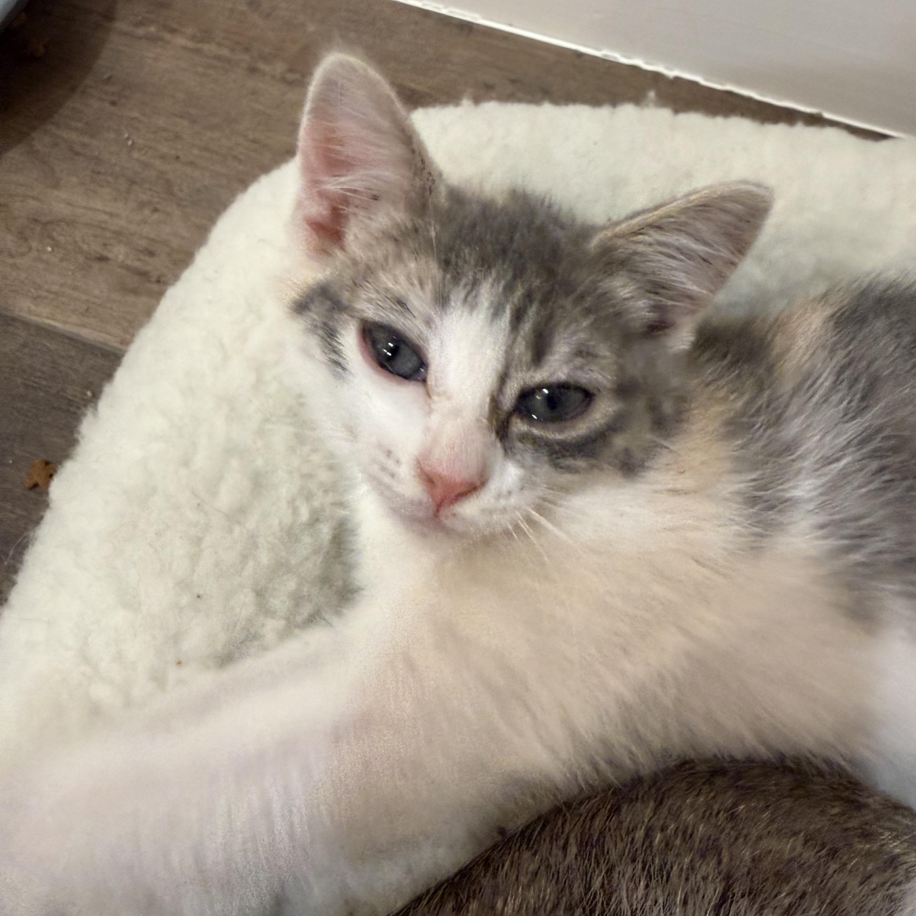 Enlarge Ruby, an adopted Dilute Calico in Bentonville, AR image 1/1