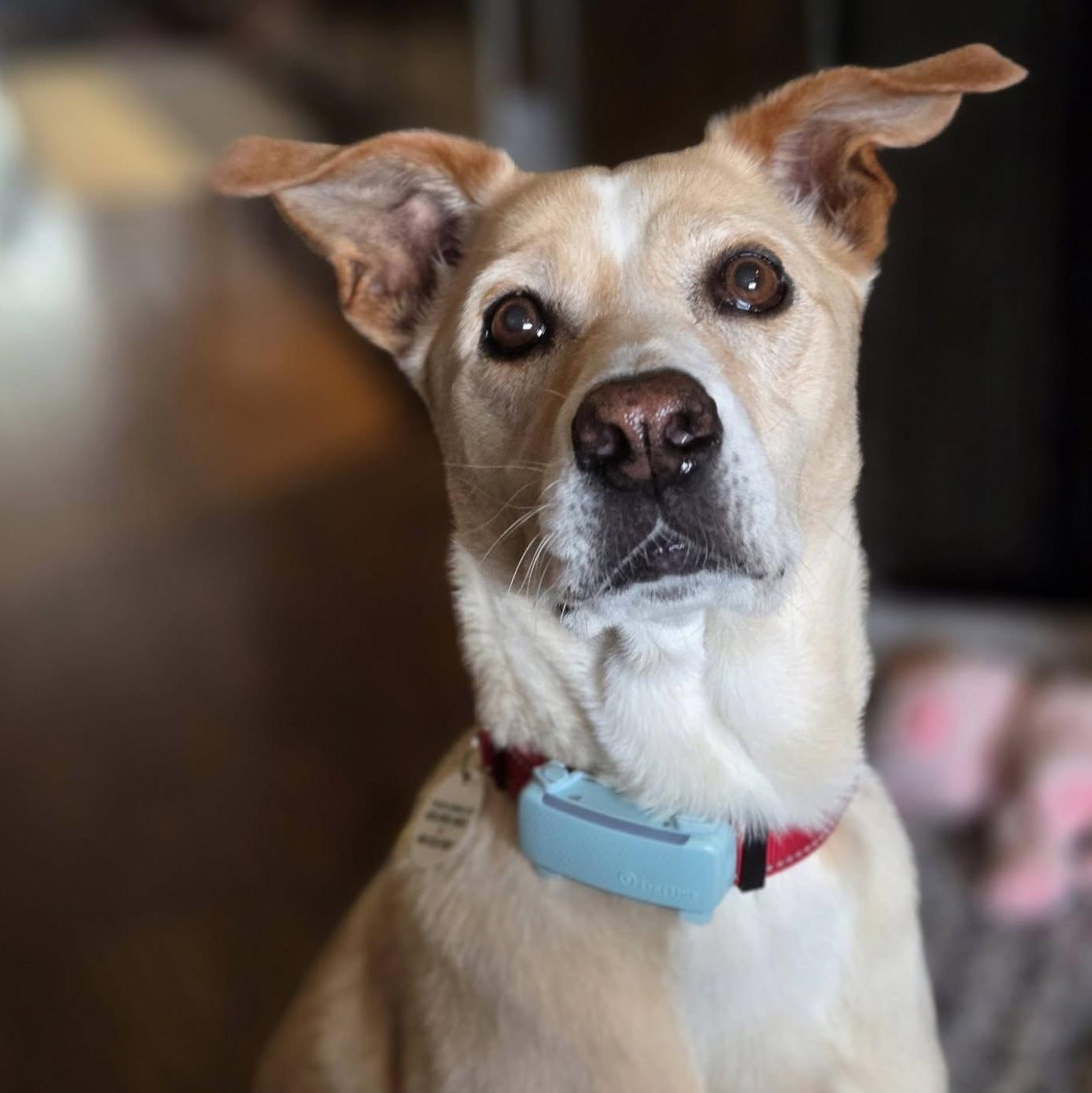 Enlarge Vanilla, a Adoptable mixed breed in Hamilton, ON image 6/6