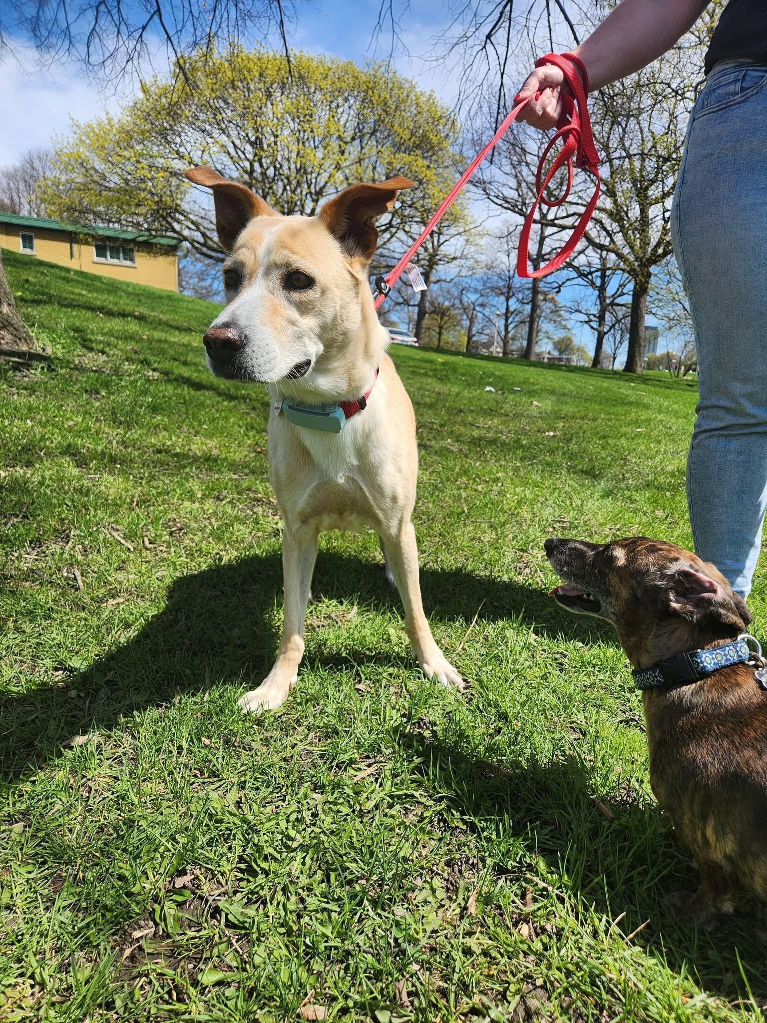 Enlarge Vanilla, a Adoptable mixed breed in Hamilton, ON image 5/6