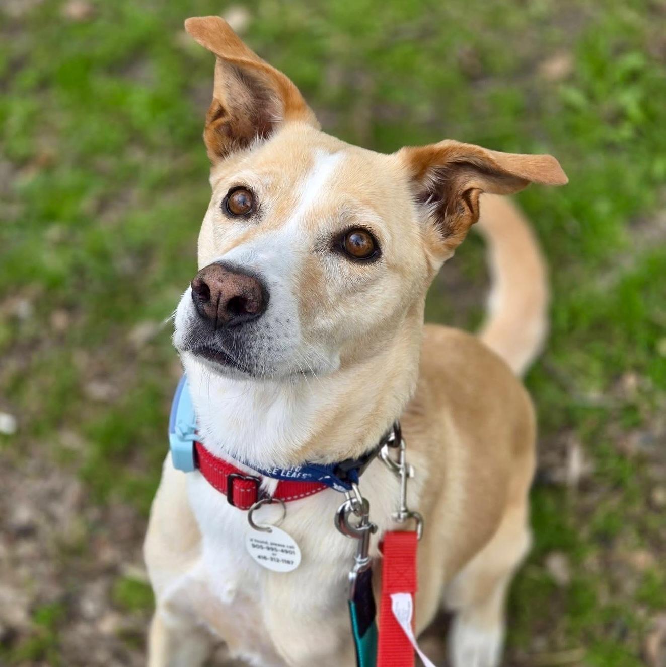 Vanilla, Adoptable, Senior Female Mixed Breed.