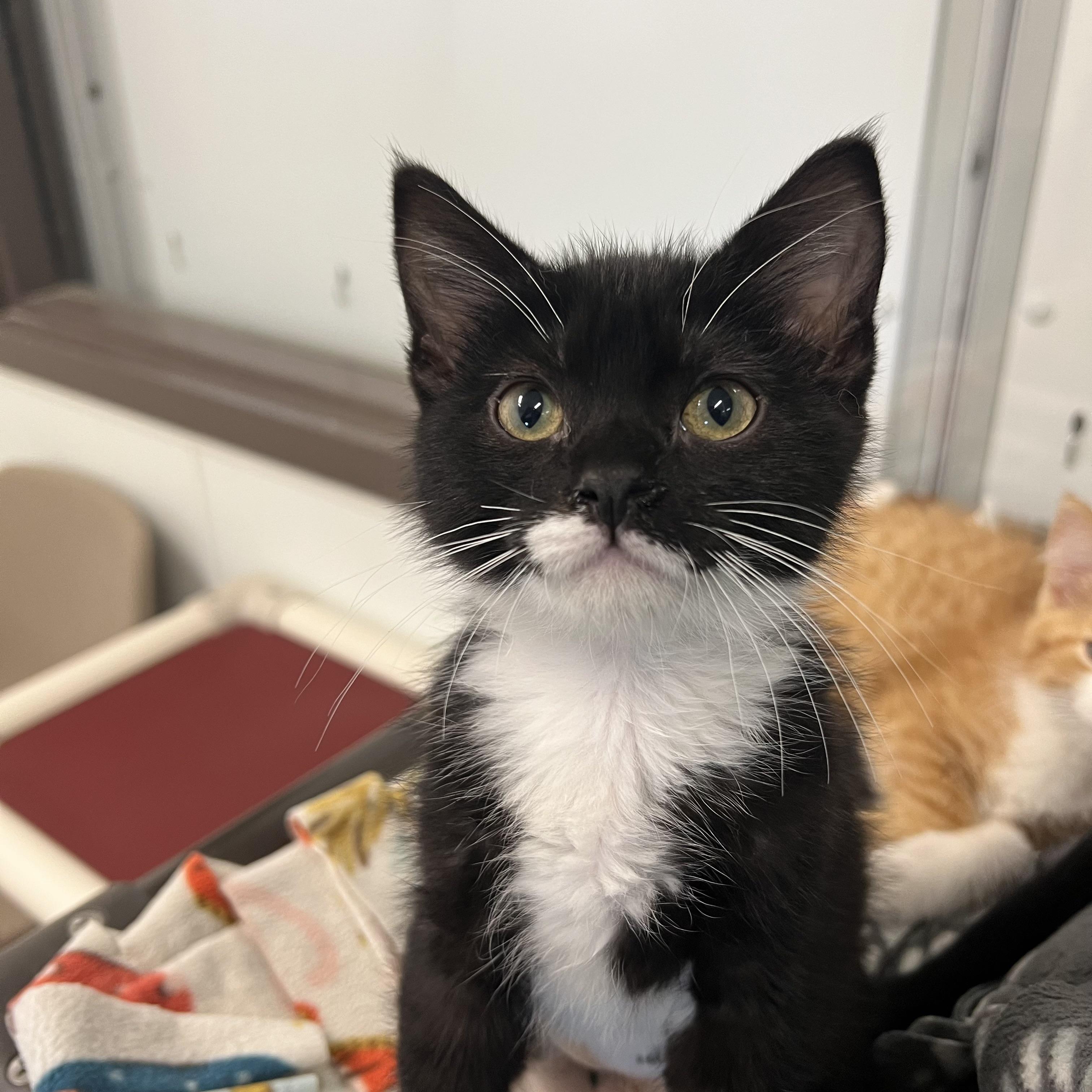 Sylvie, an adopted Domestic Short Hair in Fairmont, MN image 5/6