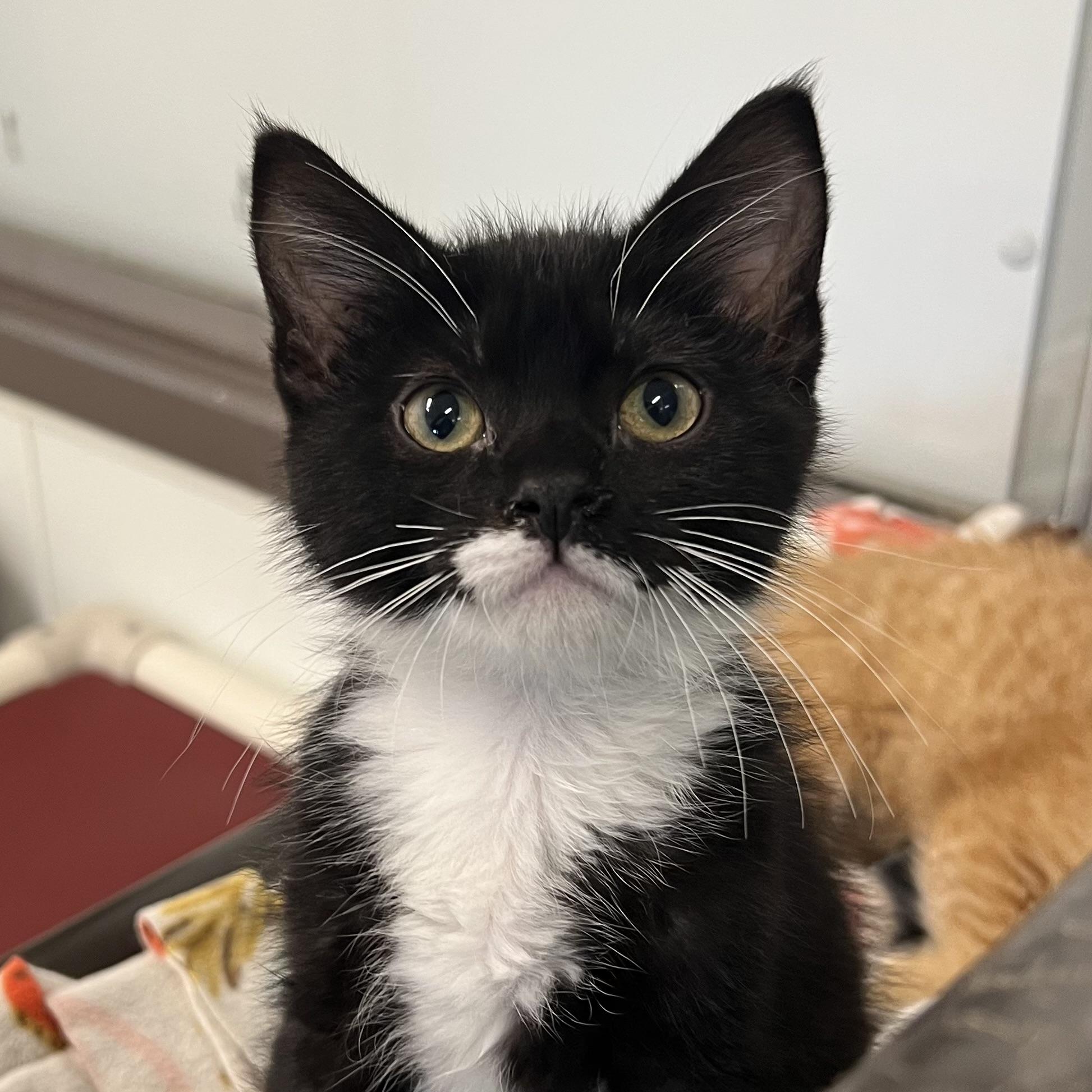 Sylvie, adopted, Kitten Female Domestic Short Hair.