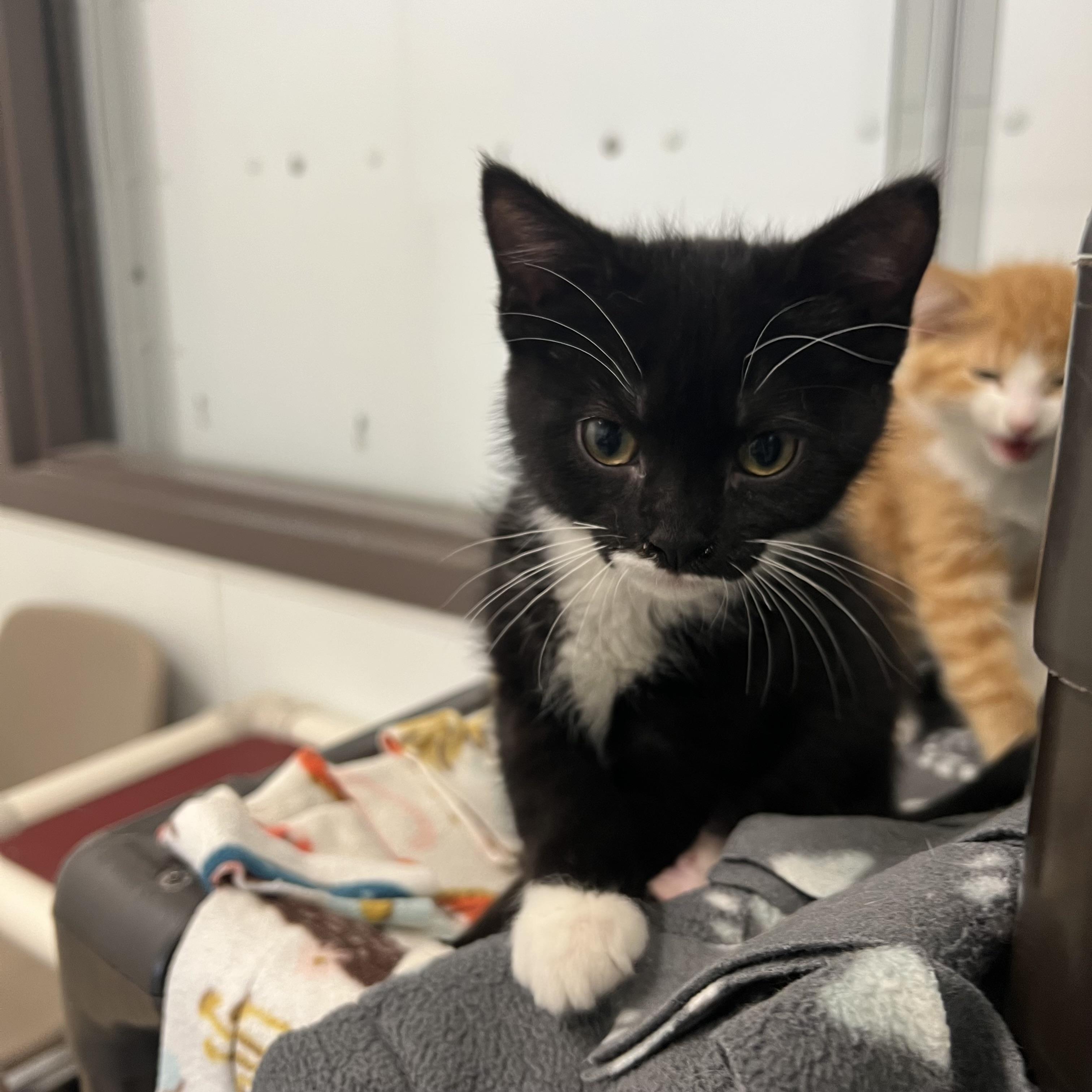 Sylvie, an adopted Domestic Short Hair in Fairmont, MN image 6/6